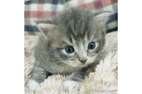 販売中の山形県のミックス-116387の1枚目